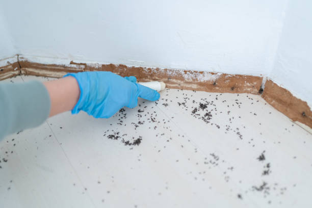 Best Cockroach Control Services  in Chillicothe, OH